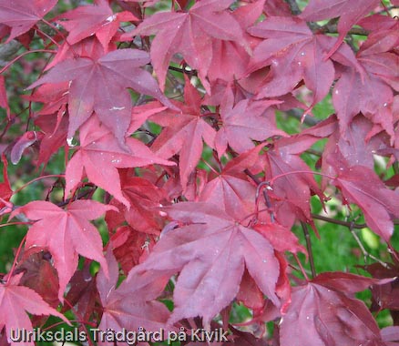 Acer palmatum f. atropurpureum